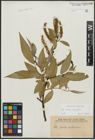 Foto von Salix alba L. x Salix fragilis L.